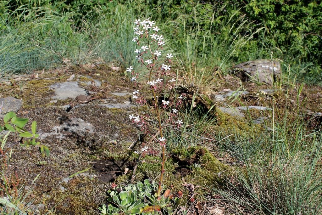 Saxifraga cotyledon / Sassifraga dei graniti
